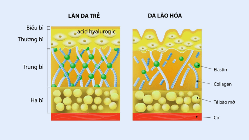 Collagen banking là gì? Bí quyết dự trữ collagen cho người trẻ 2 collagen-banking-la-gi-1