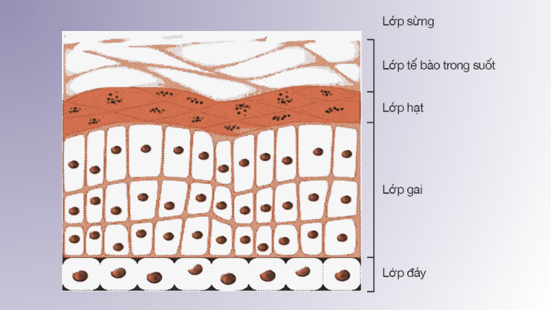 Tại sao tăng sinh collagen cho da bằng mỹ phẩm bôi thoa là chưa đủ? 2 tang-sinh-collagen-cho-da-1