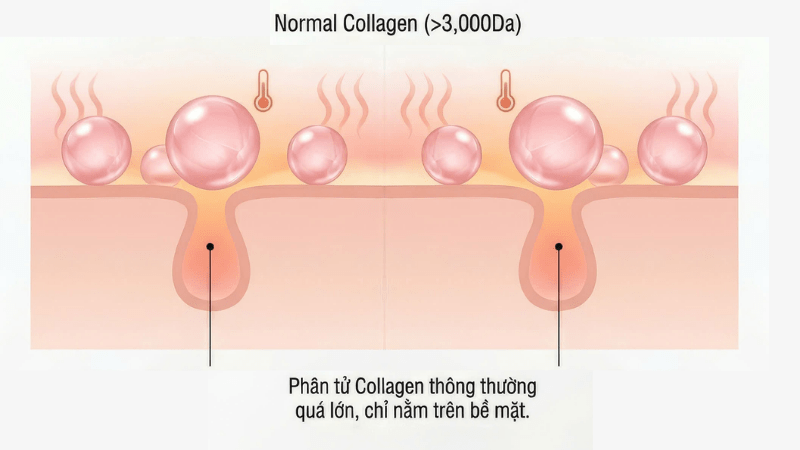 Tại sao tăng sinh collagen cho da bằng mỹ phẩm bôi thoa là chưa đủ? 3 tang-sinh-collagen-cho-da-2